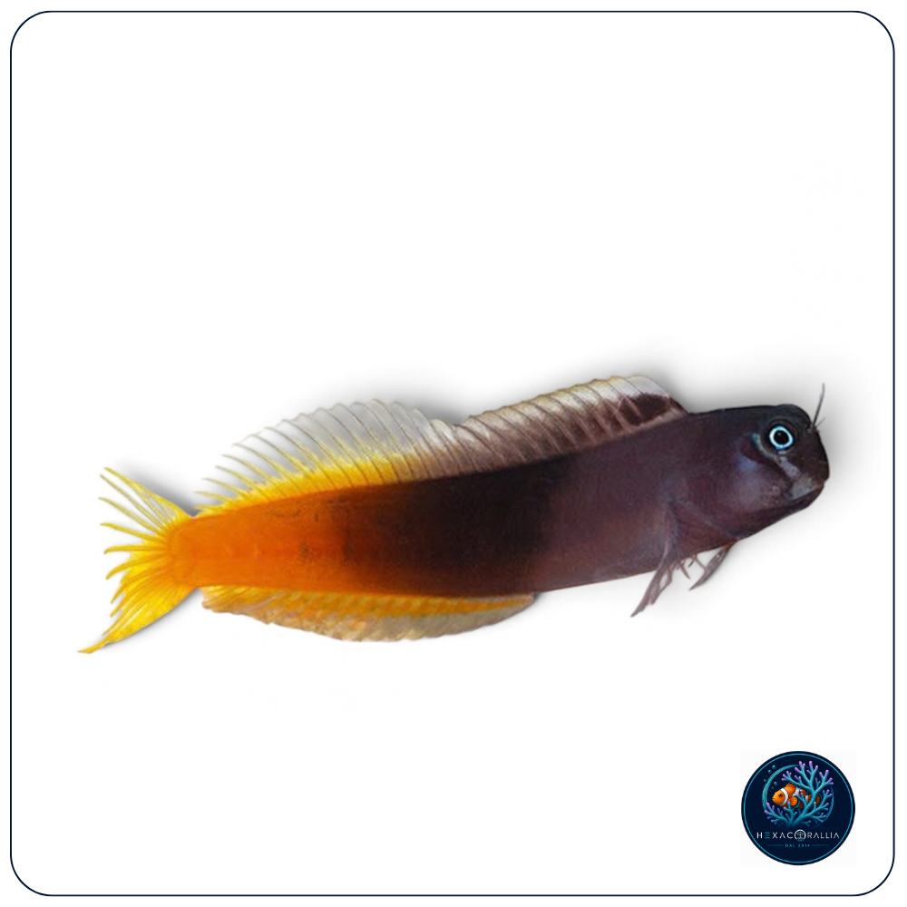 Ecsenius bicolor