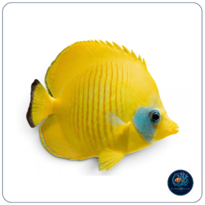 Chaetodon semilarvatus