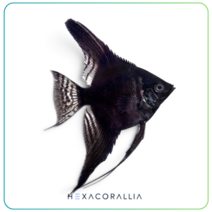 Pterophyllum scalare black
