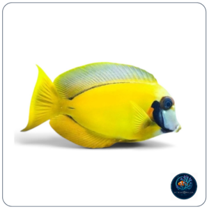 Acanthurus Pyroferus Melanesia