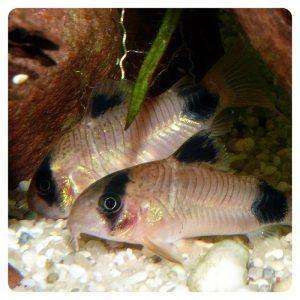 Corydoras panda