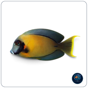 Acanthurus Pyroferus Chocolate