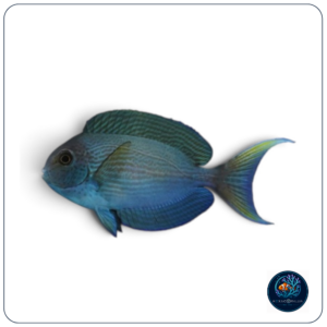Acanrthurus mata