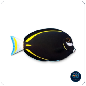 Acanthurus nigricans