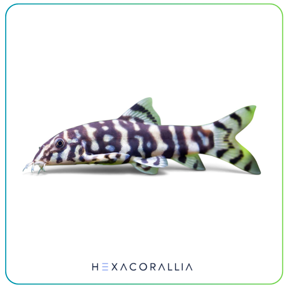 Botia Lohachata