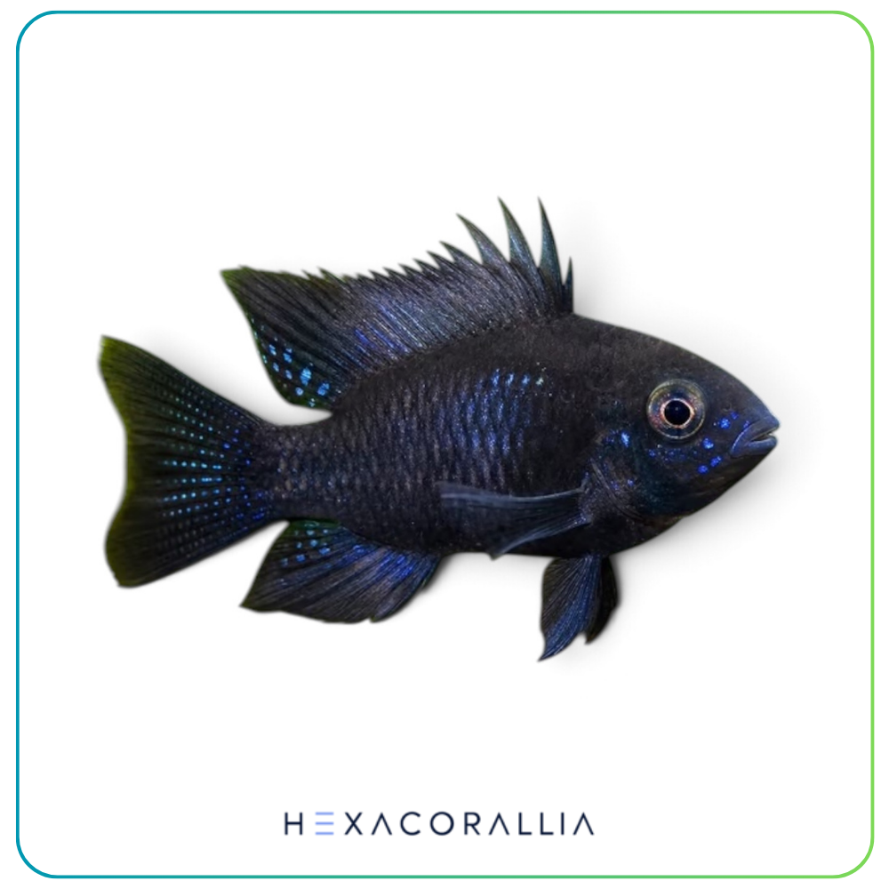 Mikrogeophagus ramirezi black