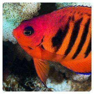 centropyge loriculus