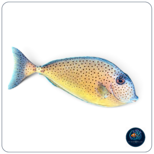 Naso tonganus