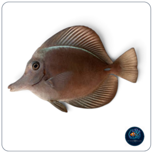 Zebrasoma Rostratum