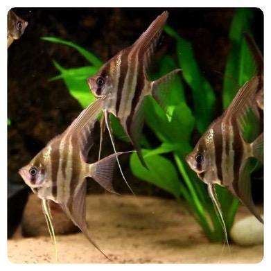 ALTUM PERUENSIS ALTUM PERUENSIS