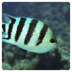 Abudefduf-Sexfasciatus