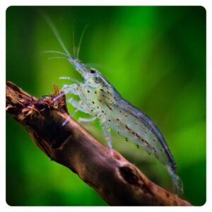 Caridina japonica