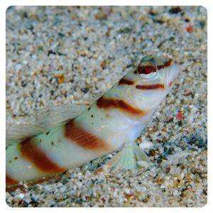 Amblyeleotris diagonalis