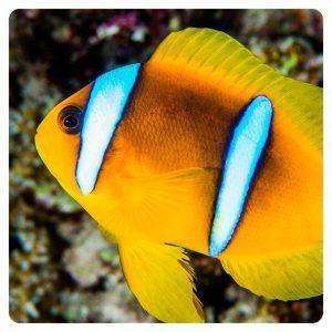 Amphiprion-bicincitus