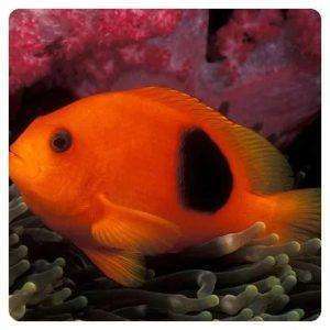 Amphiprion-ephippium