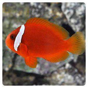 Amphiprion-frenatus