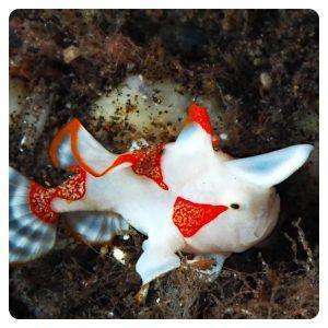 Antennarius maculatus