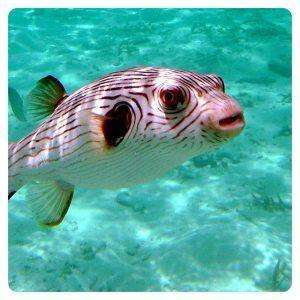 Arothron_manilensis