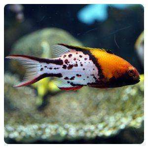 Bodianus anthioides