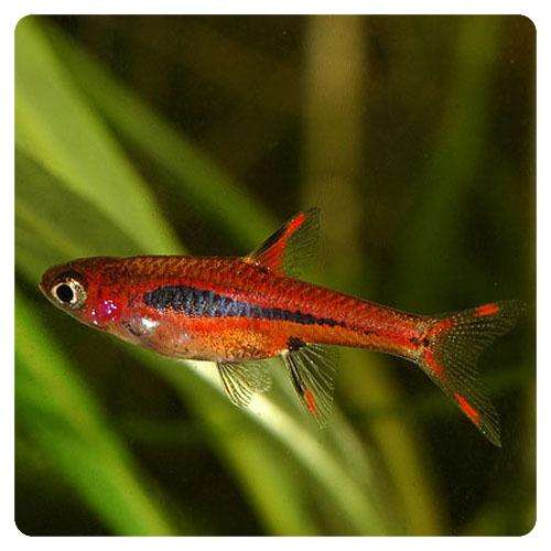 Boraras-brigittae Boraras-brigittae