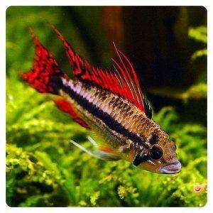 Apistogramma cacatuoides double red