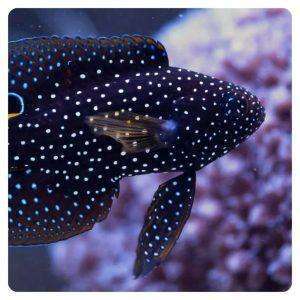 Calloplesiops Altivelis