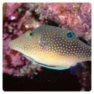 Canthigaster margaritata