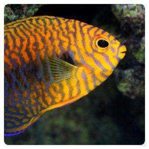 Centropyge Potteri