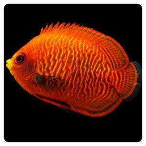 Centropyge aurantia T.B.