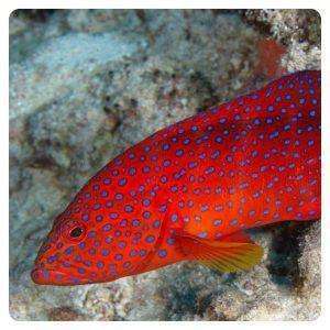 Cephalopholis