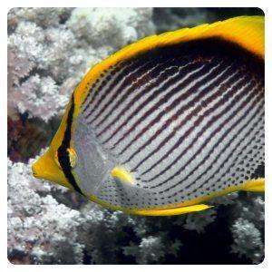 Chaetodon Melannotus