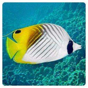 Chaetodon auriga
