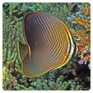 Chaetodon baronessa