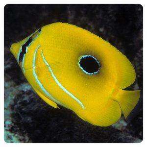 Chaetodon bennetti