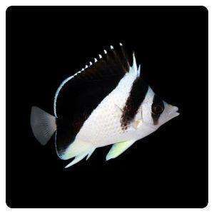 Chaetodon burgessi
