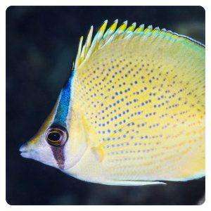 Chaetodon citrinellus