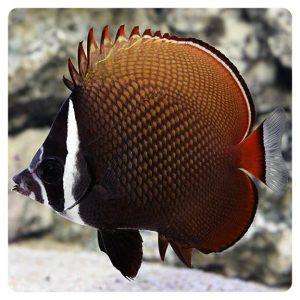Chaetodon collare