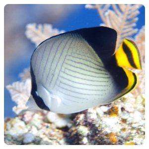 chaetodon-decussatus
