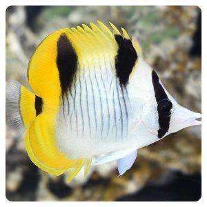 Chaetodon falcula