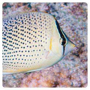 Chaetodon guttatissimus