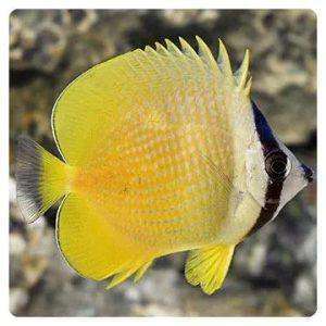 Chaetodon kleinii