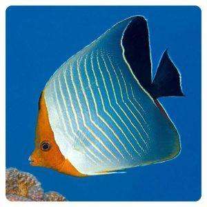 Chaetodon larvatus