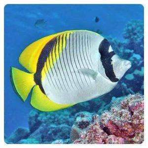 Chaetodon lineolatus