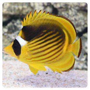 Chaetodon lunula