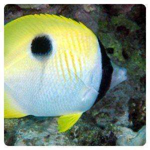 Chaetodon unimaculatus