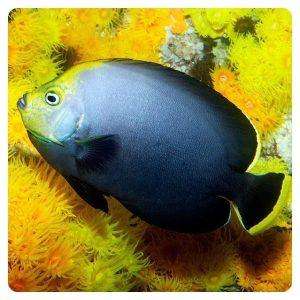 Chaetodontoplus melanosoma