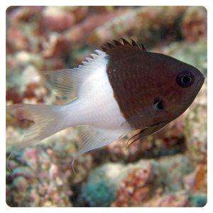 Chromis iomelas