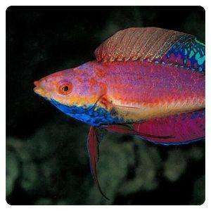 Cirrhilabrus cyanogularis