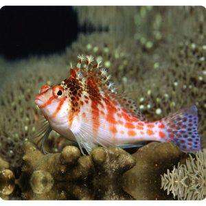 Cirrhitichthys falco