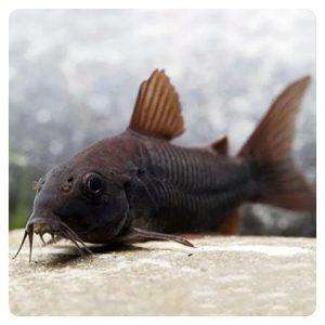 Corydoras black venezuela